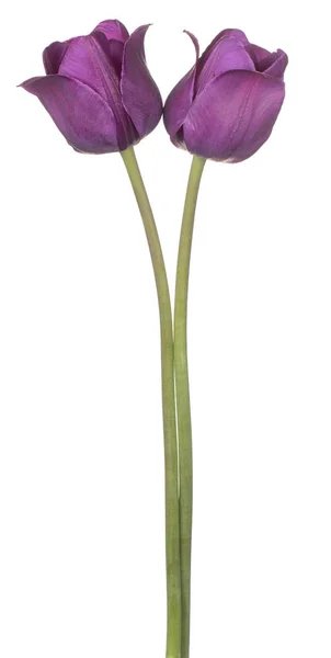 Flor de tulipán aislada — Foto de Stock