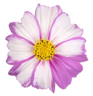 İzole cosmos çiçek