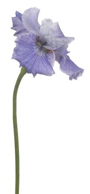 izole iris çiçeği