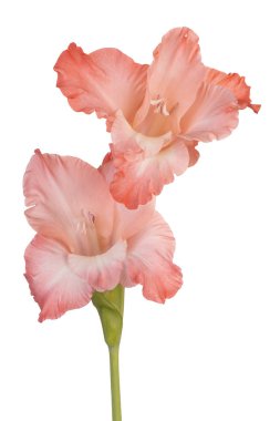 Glayöl çiçek izole