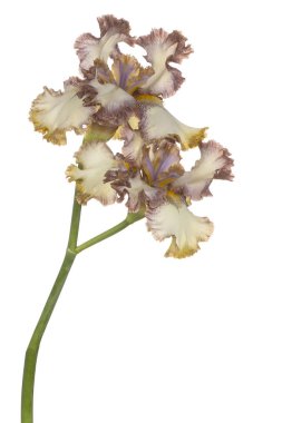 izole iris çiçeği