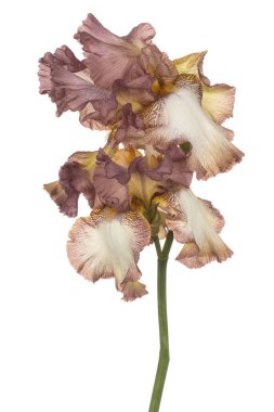 izole iris çiçeği