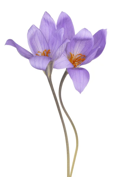 Crocus blomma isolerade — Stockfoto