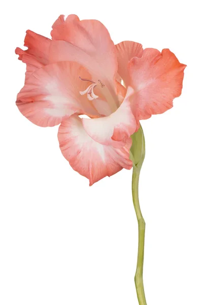 Gladiolenblüte isoliert — Stockfoto