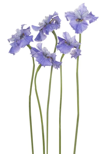 Iris fiore isolato — Foto Stock