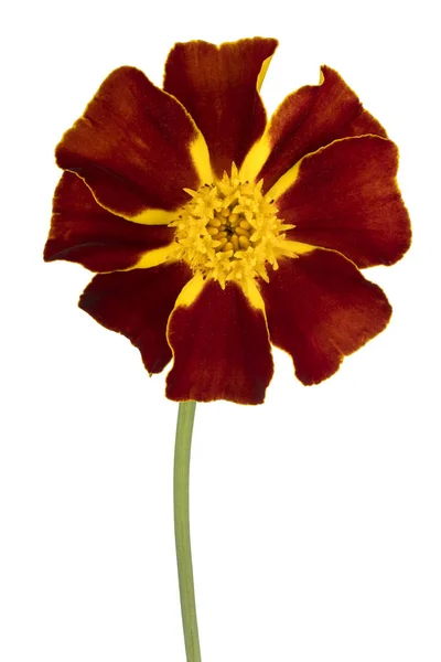 Tagetes flor isolada — Fotografia de Stock