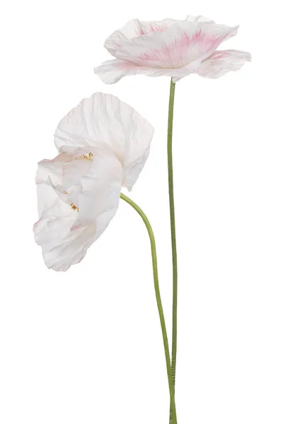 Fleur de pavot isolé — Photo