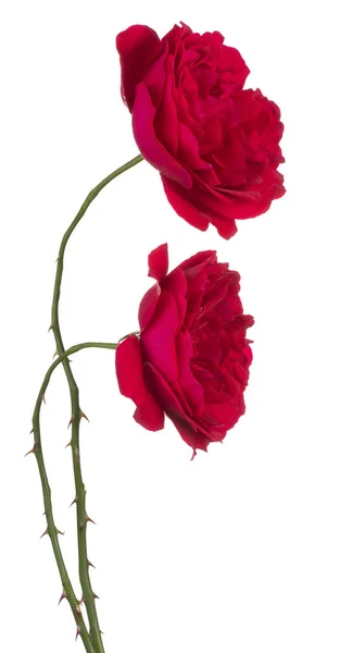 Elszigetelt Rózsa virág — Stock Fotó
