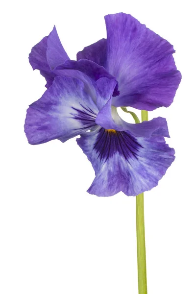 Viola bloem geïsoleerd — Stockfoto