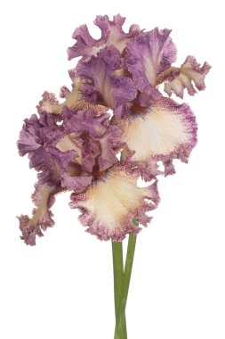 izole iris çiçeği