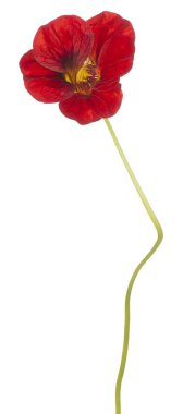 izole nasturtium çiçek