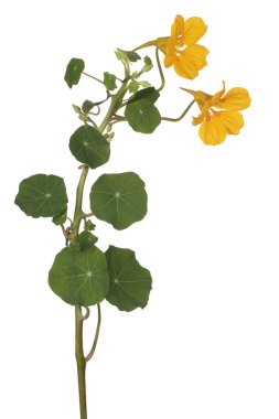 izole nasturtium çiçek