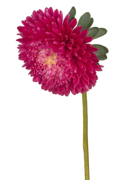 China aster flower isolated — Stockfoto