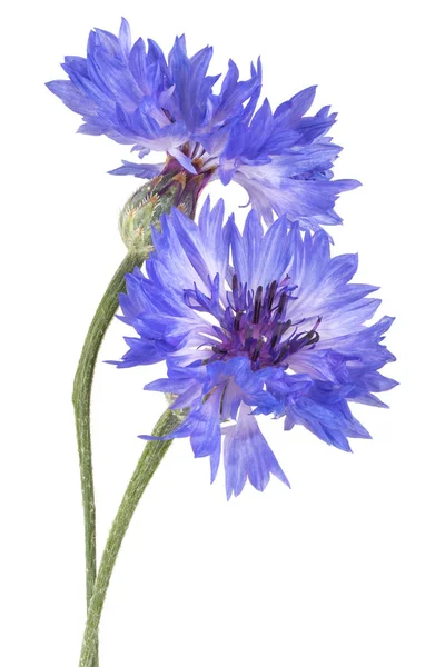 Cornflower isolated — Stock Photo, Image