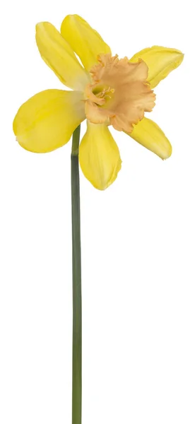 Narcissen bloem geïsoleerd — Stockfoto