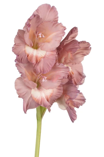 Gladiolus blomma isolerade — Stockfoto