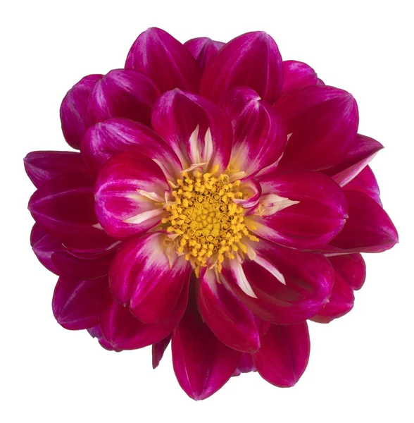 Dahlia kukka eristetty — kuvapankkivalokuva