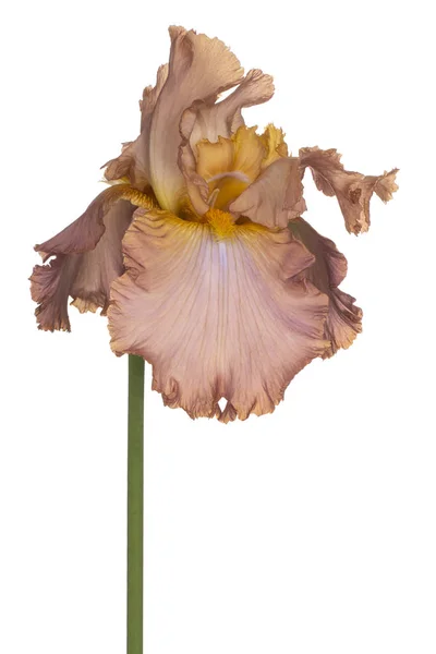 Iris bloem geïsoleerd — Stockfoto