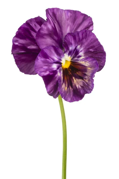 Viola blume isoliert — Stockfoto