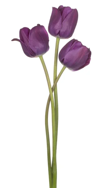 Flor de tulipán aislada — Foto de Stock