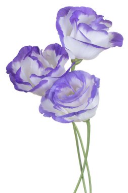 izole eustoma çiçek