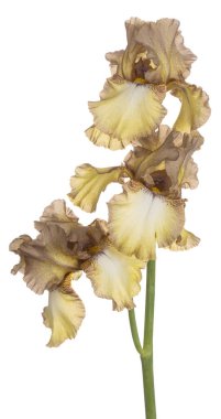 izole iris çiçeği