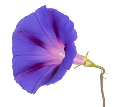 izole Ipomoea çiçek
