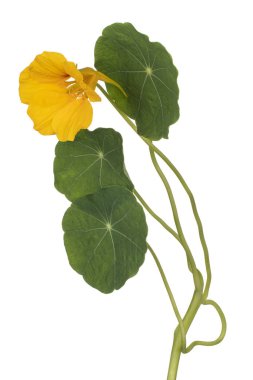 izole nasturtium çiçek