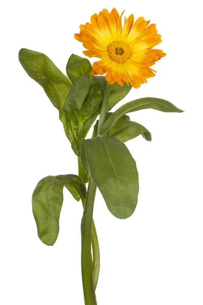 Calendula virág elszigetelt — Stock Fotó