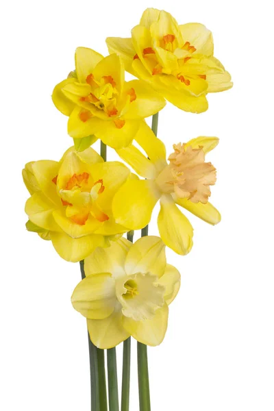 Flor de narciso aislada — Foto de Stock
