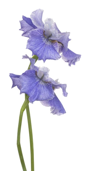 Το λουλούδι Ίρις απομονωθεί — Φωτογραφία Αρχείου