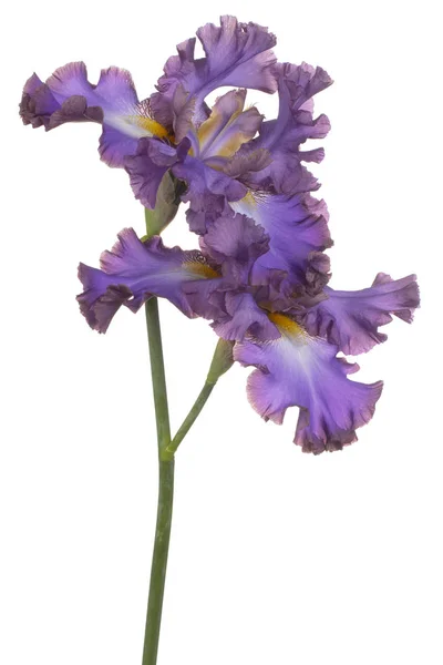 アイリスの花の分離 — ストック写真