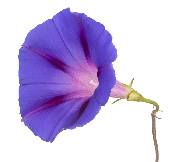 Flor de ipomoea isolada — Fotografia de Stock