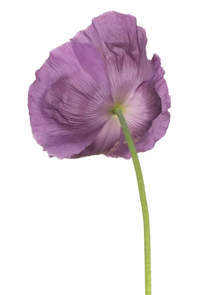 Poppy bloem geïsoleerd — Stockfoto