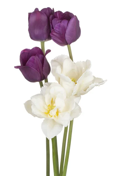 Tulip flower geïsoleerd — Stockfoto