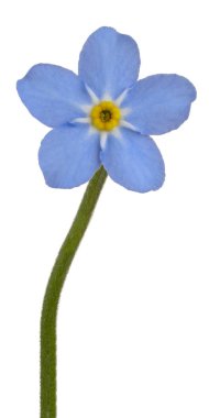 Myosotis çiçeği izole.