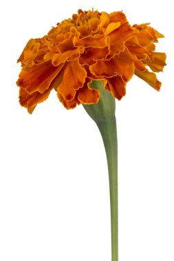 tagetes çiçek izole