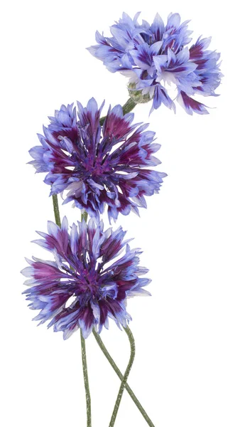 Cornflower isolated — Stock Photo, Image