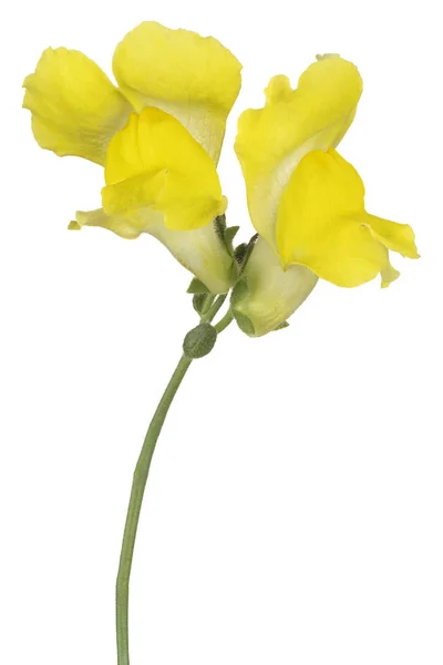 Snapdragon flower isolated — Stock Photo, Image