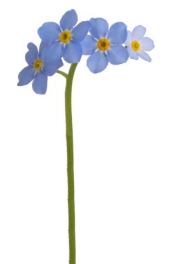 Myosotis çiçeği izole.