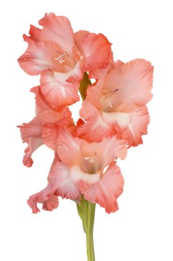 Glayöl çiçek izole