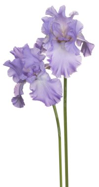 izole iris çiçeği