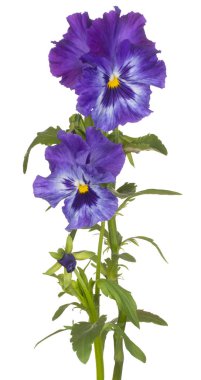Viyola çiçek izole