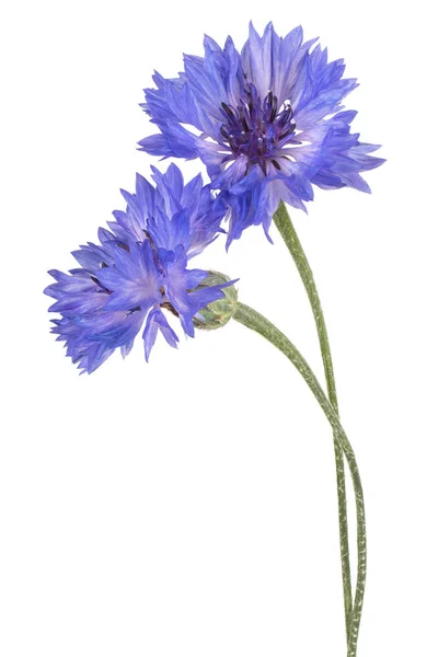 Cornflower isolated — Stock Photo, Image