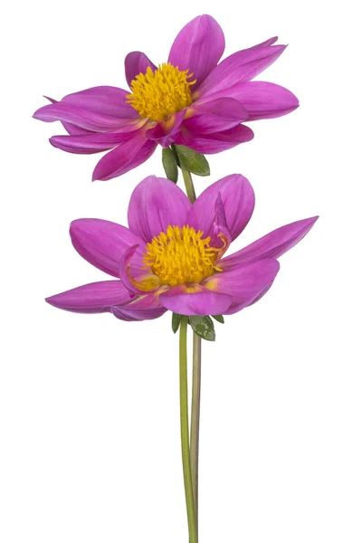 Dahlia flower isolated — Stock Photo, Image