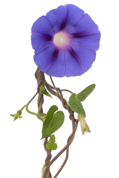 Ipomoea flower isolated — Stock Photo, Image