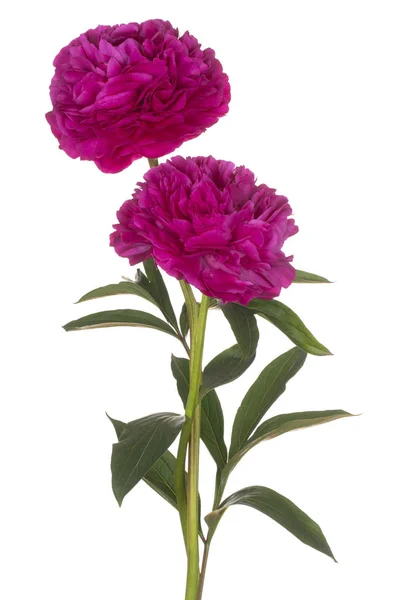 Pion blomma isolerade — Stockfoto