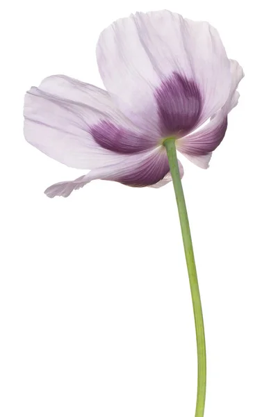 Flor de papoila isolada — Fotografia de Stock
