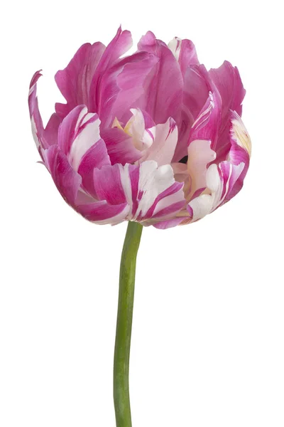 Tulip flower geïsoleerd — Stockfoto