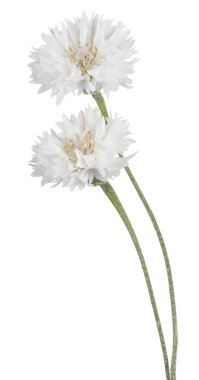 izole Peygamber Çiçeği